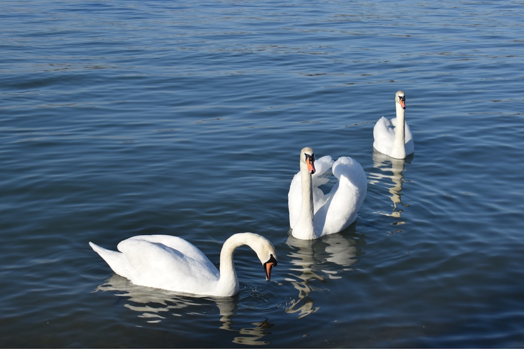 white swan on body of water during daytime