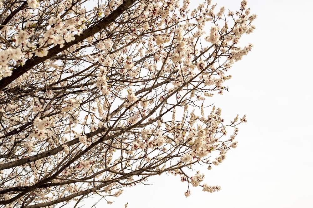 brown tree under white sky during daytime