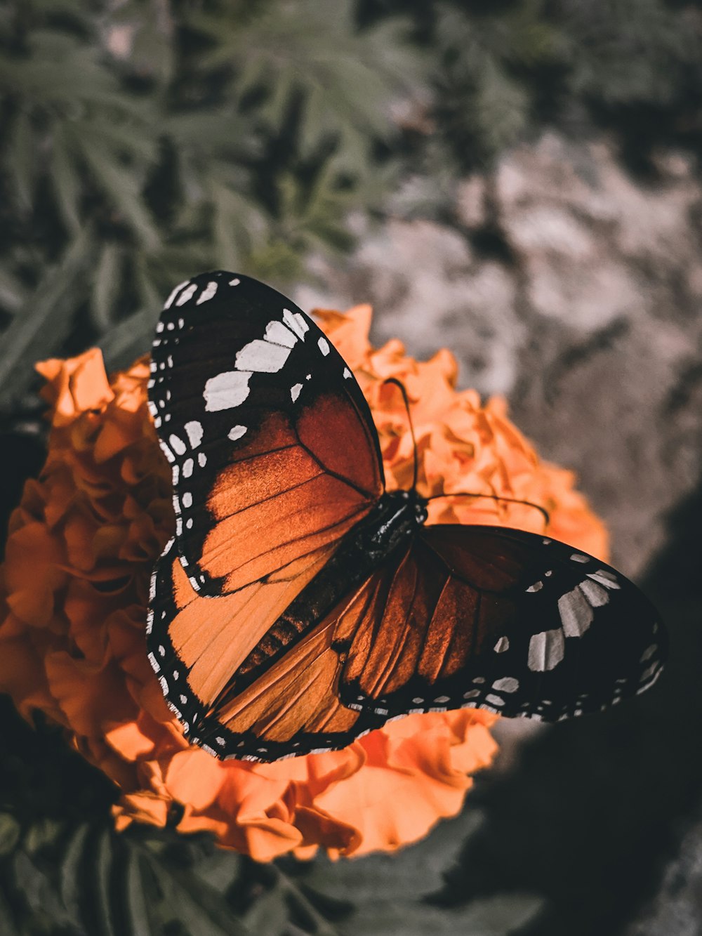 black and orange butterfly on orange flower