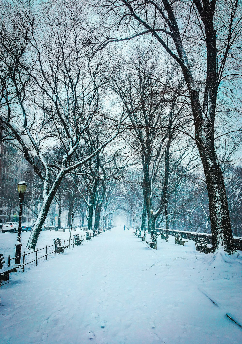 snow covered pathway between bare trees during daytime