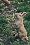 brown rabbit on green grass during daytime