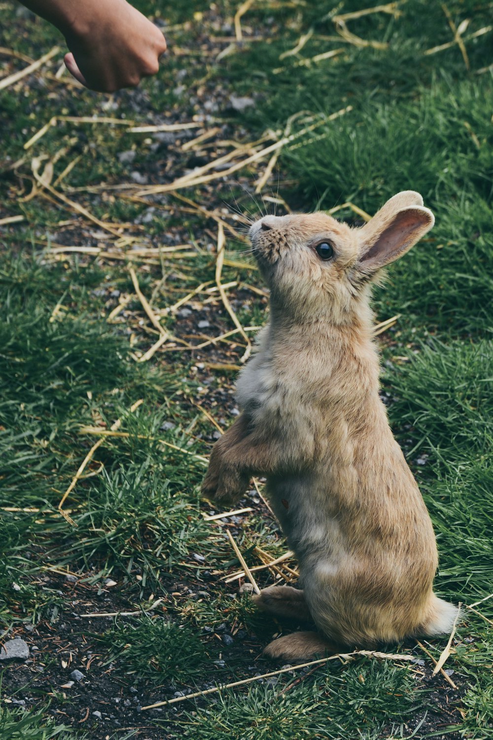 brown rabbit on green grass during daytime