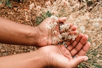 Hands gently hold delicate wildflowers amid a dry, natural background. The focus is on the intricate details of the flowers and the act of holding them carefully.