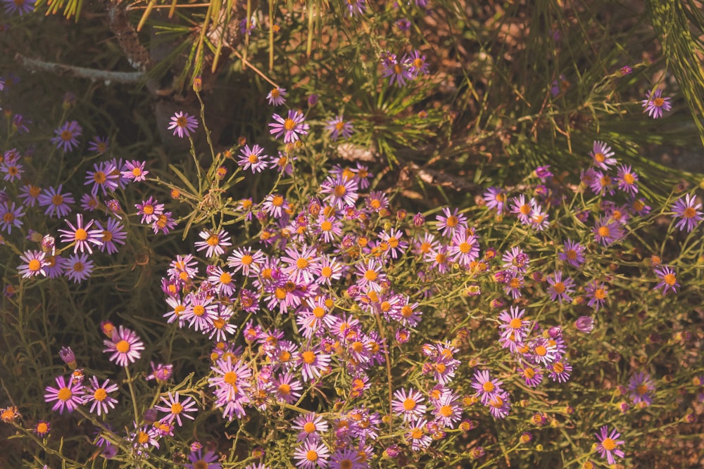 pink and yellow flowers in bloom during daytime