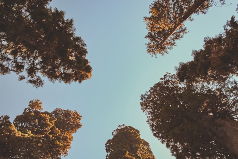 green trees under blue sky during daytime