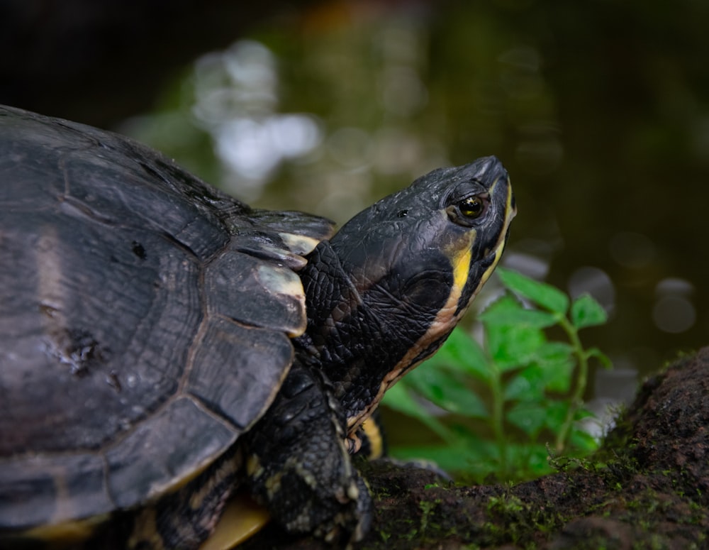 black turtle on green grass