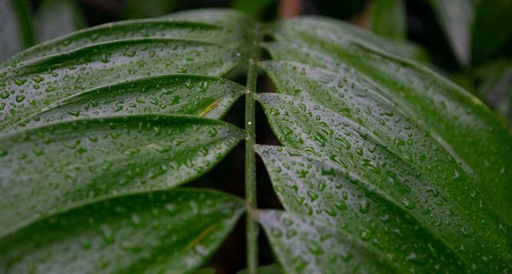 green leaf with water droplets