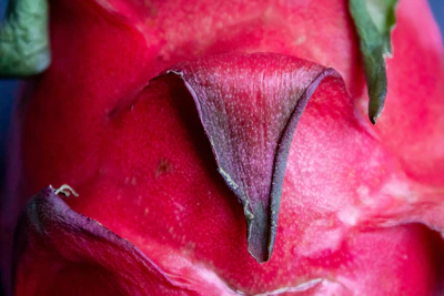 Close-up of vibrant dragon fruit blossoms glowing under the morning sun.