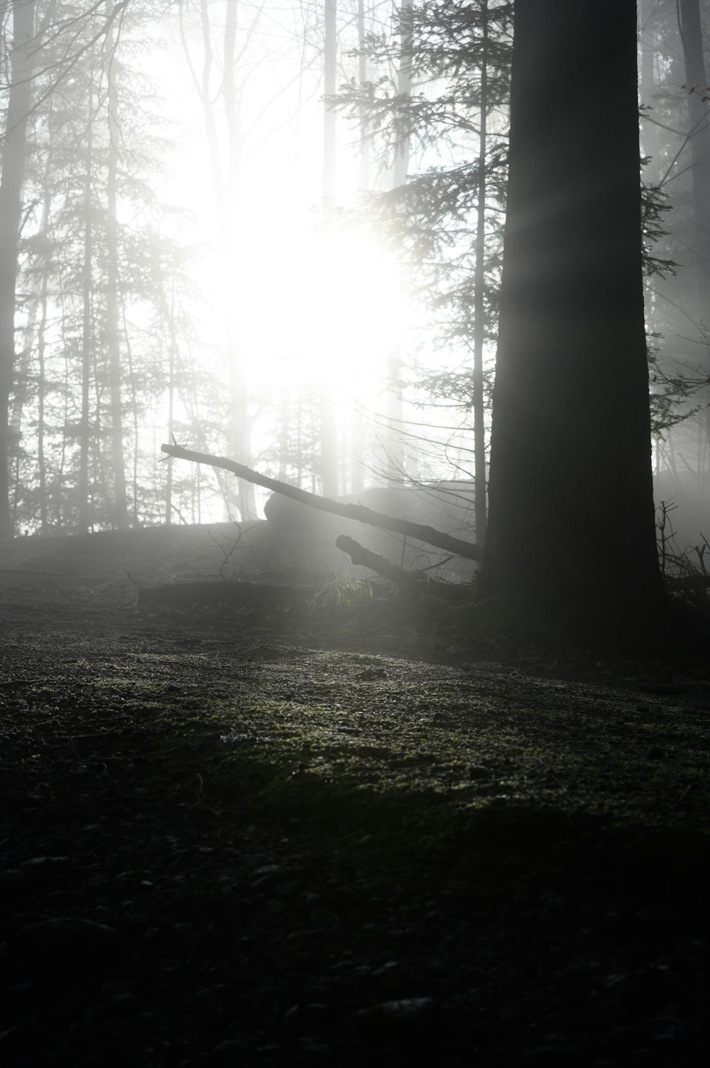 scala di legno marrone su campo di erba verde