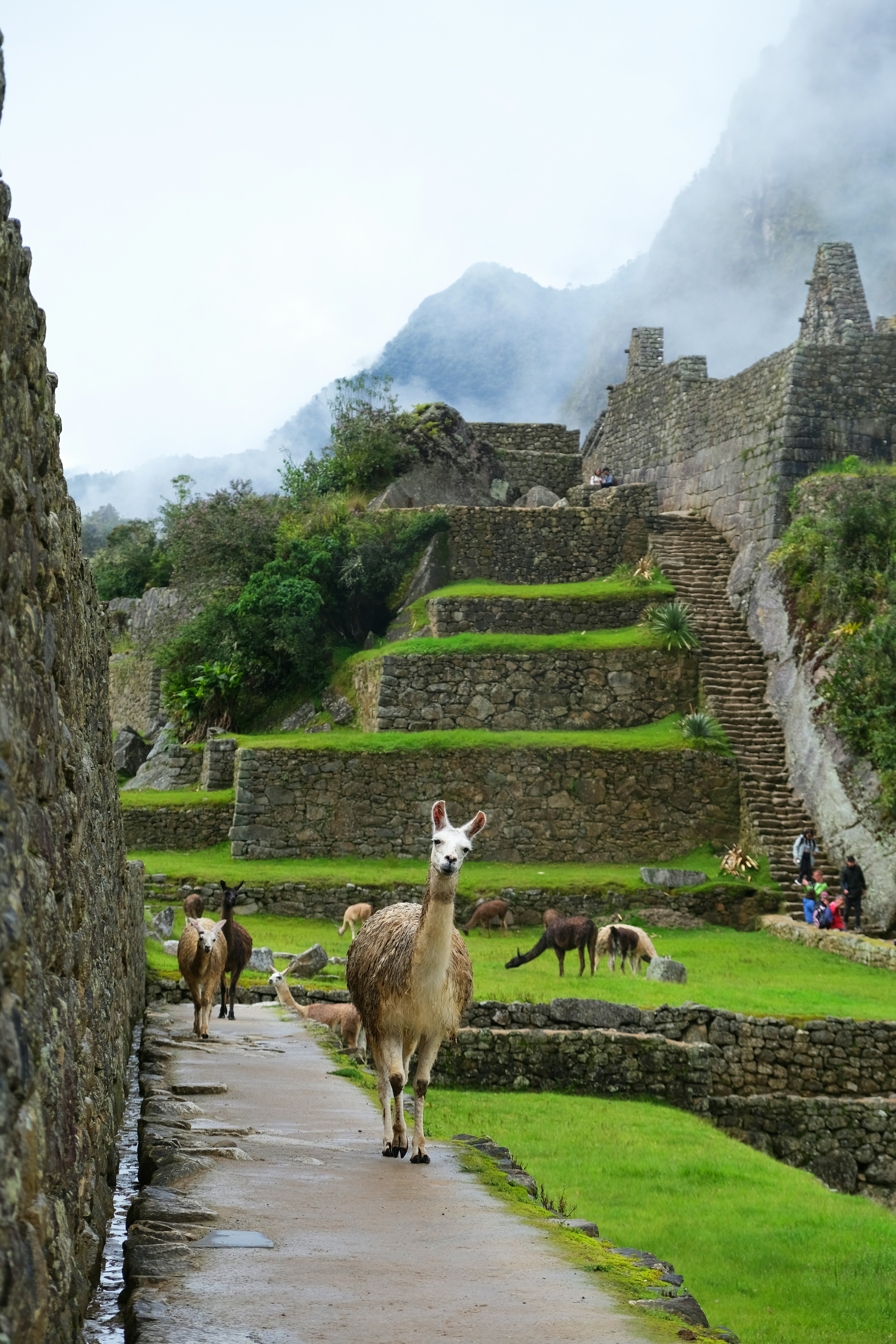 Herd of goats on green grass field near gray concrete building during