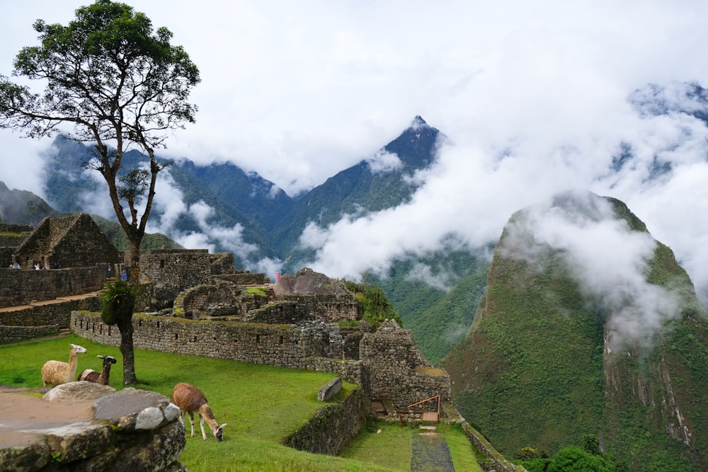 green grass field near mountain under white clouds during daytime