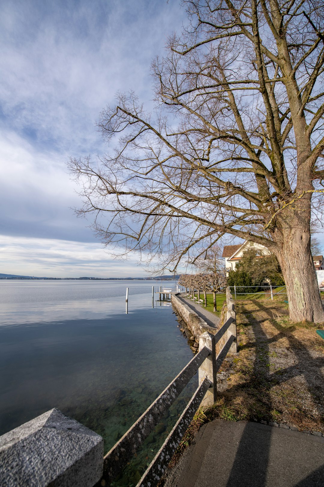 bare tree near body of water under cloudy sky during daytime