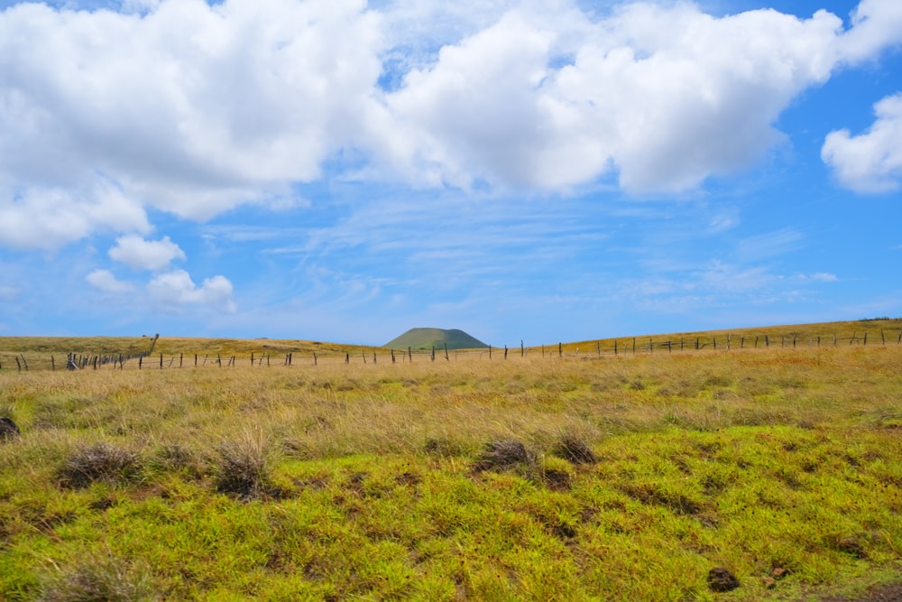 Campo de hierba verde bajo el cielo azul durante el día