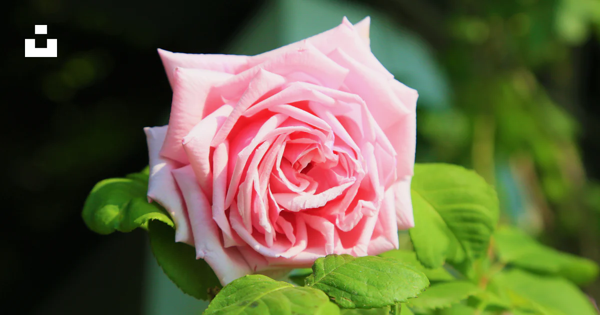 Rosa rosada en flor durante el día foto – Imagen de Turco gratuita en ...