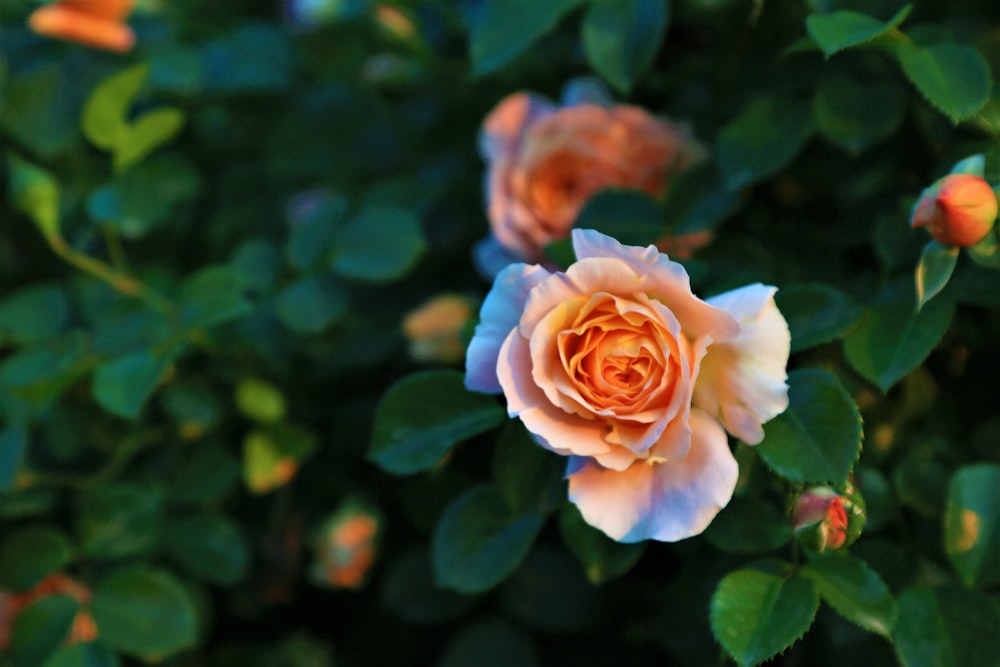 pink and white rose in bloom during daytime