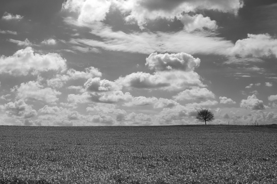 grayscale photo of tree on field under cloudy sky