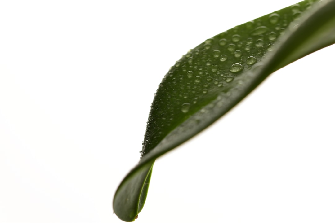 water droplets on green leaf