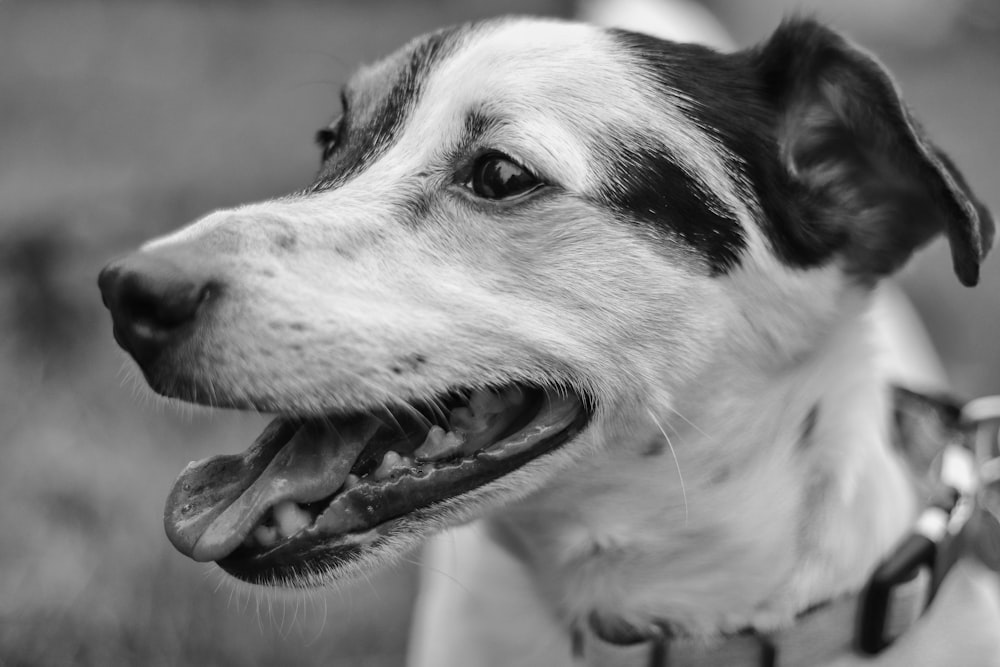 Photo en niveaux de gris d’un chien montrant sa langue