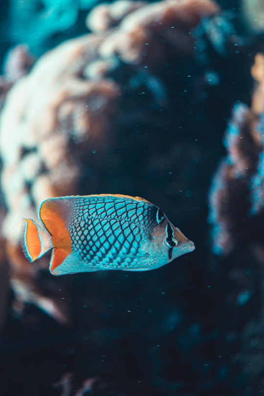 blue and white fish in water in La Rochelle France