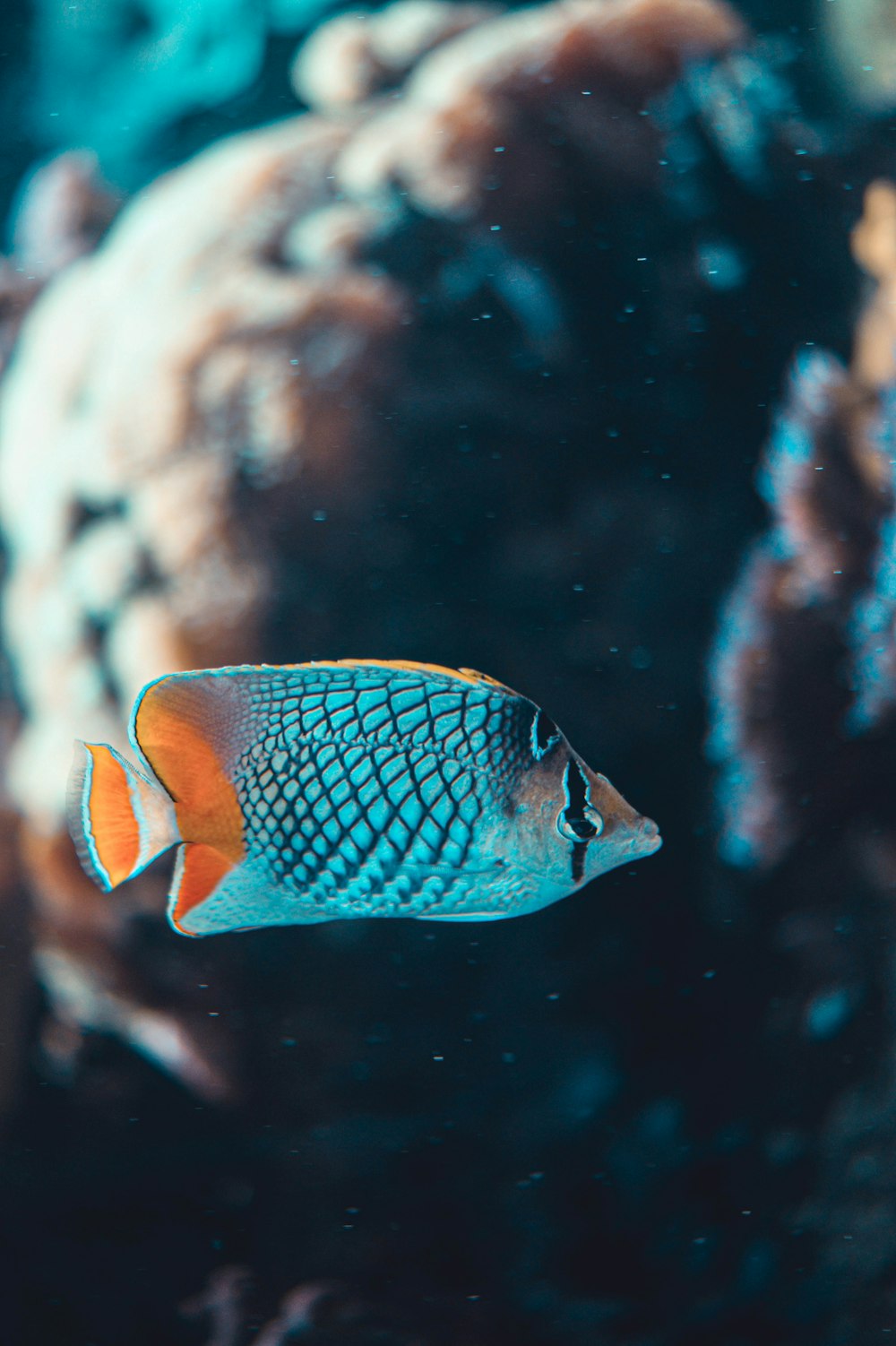 Blauer und weißer Fisch im Wasser