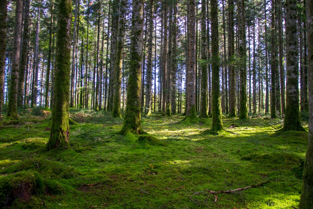 green grass field with trees