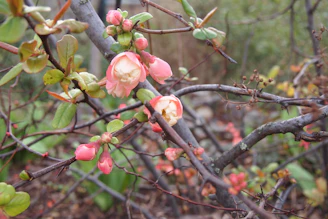 Delicate pink blossoms on a flowering shrub with soft-focus greenery in background