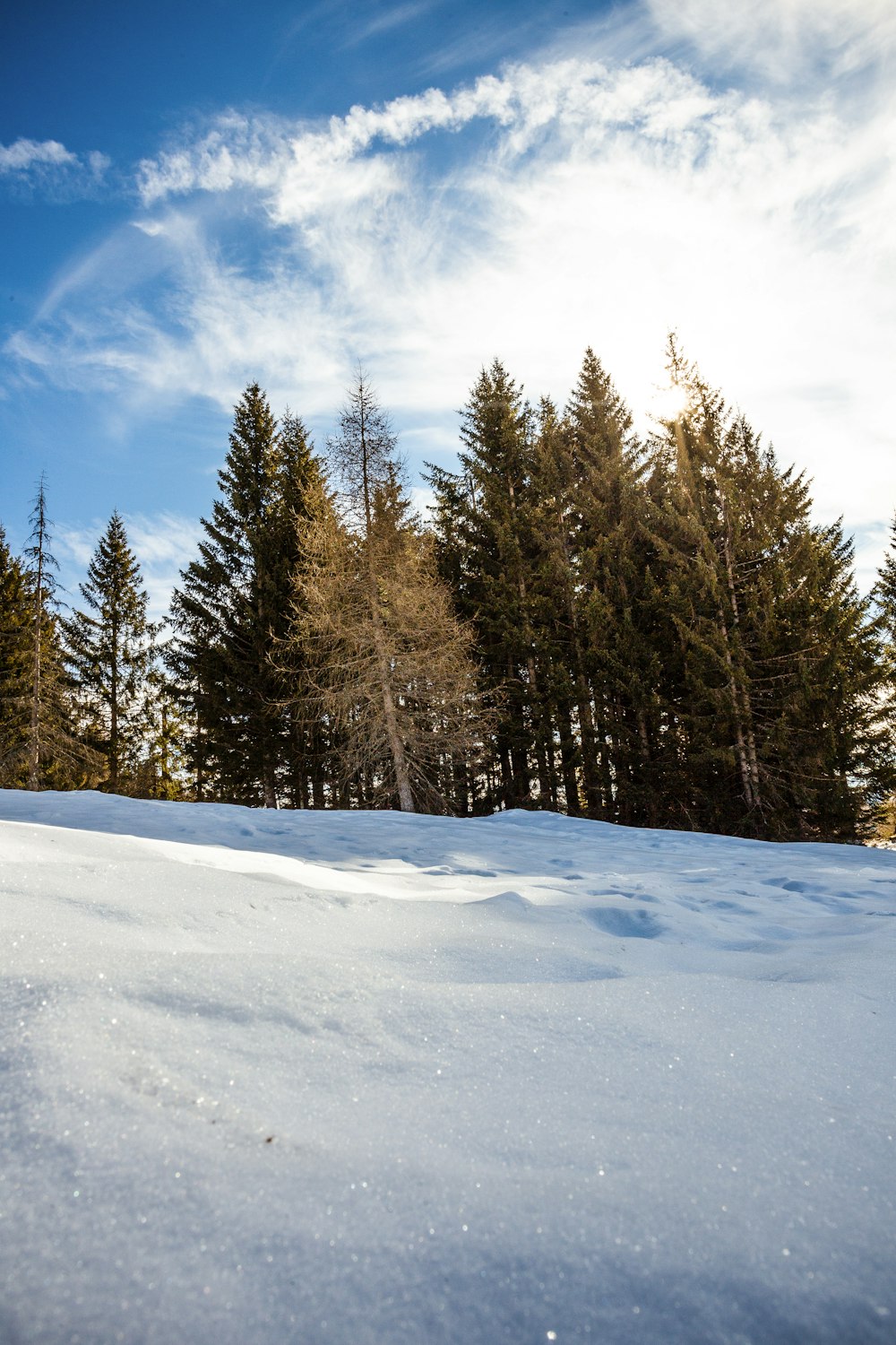 green pine trees on snow covered ground under blue sky during daytime