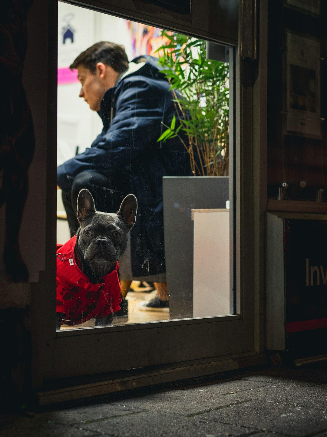 black and white french bulldog in front of window