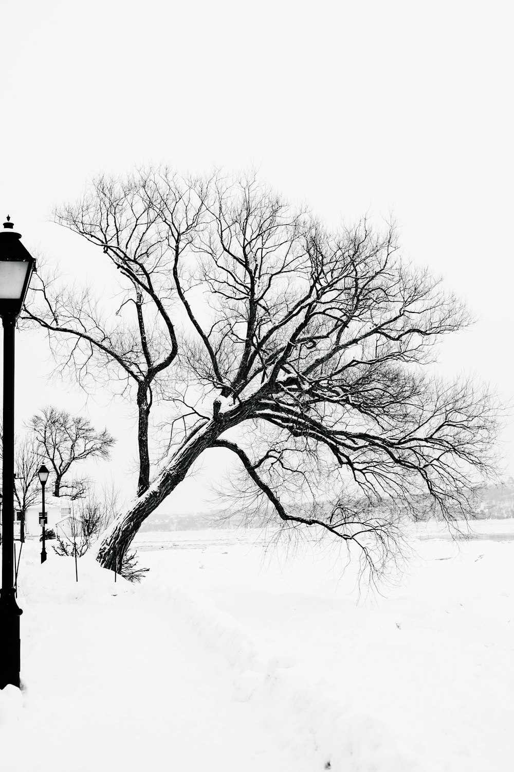 kahler Baum auf schneebedecktem Boden