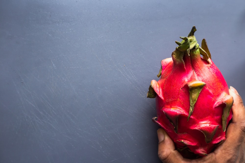 person holding red and green flower