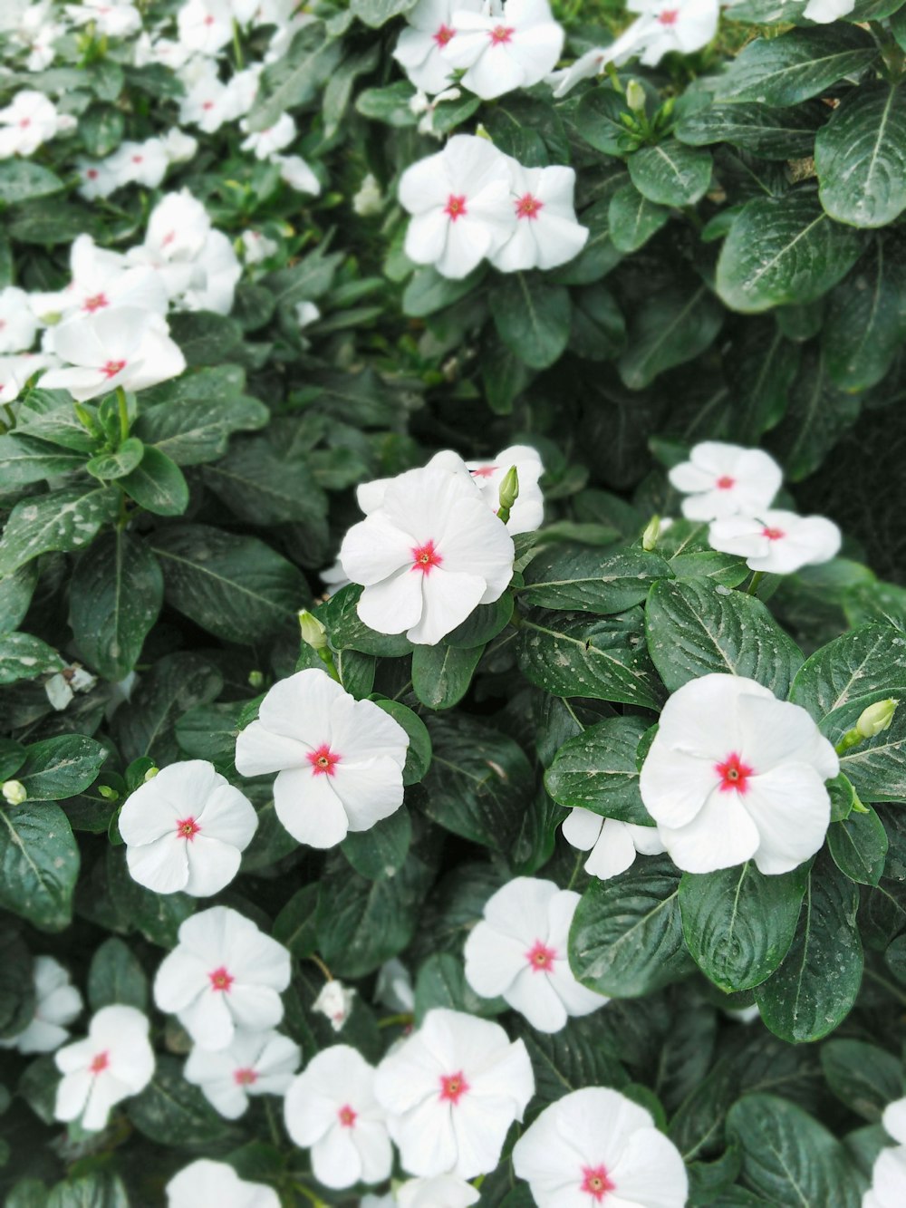 white flowers with green leaves