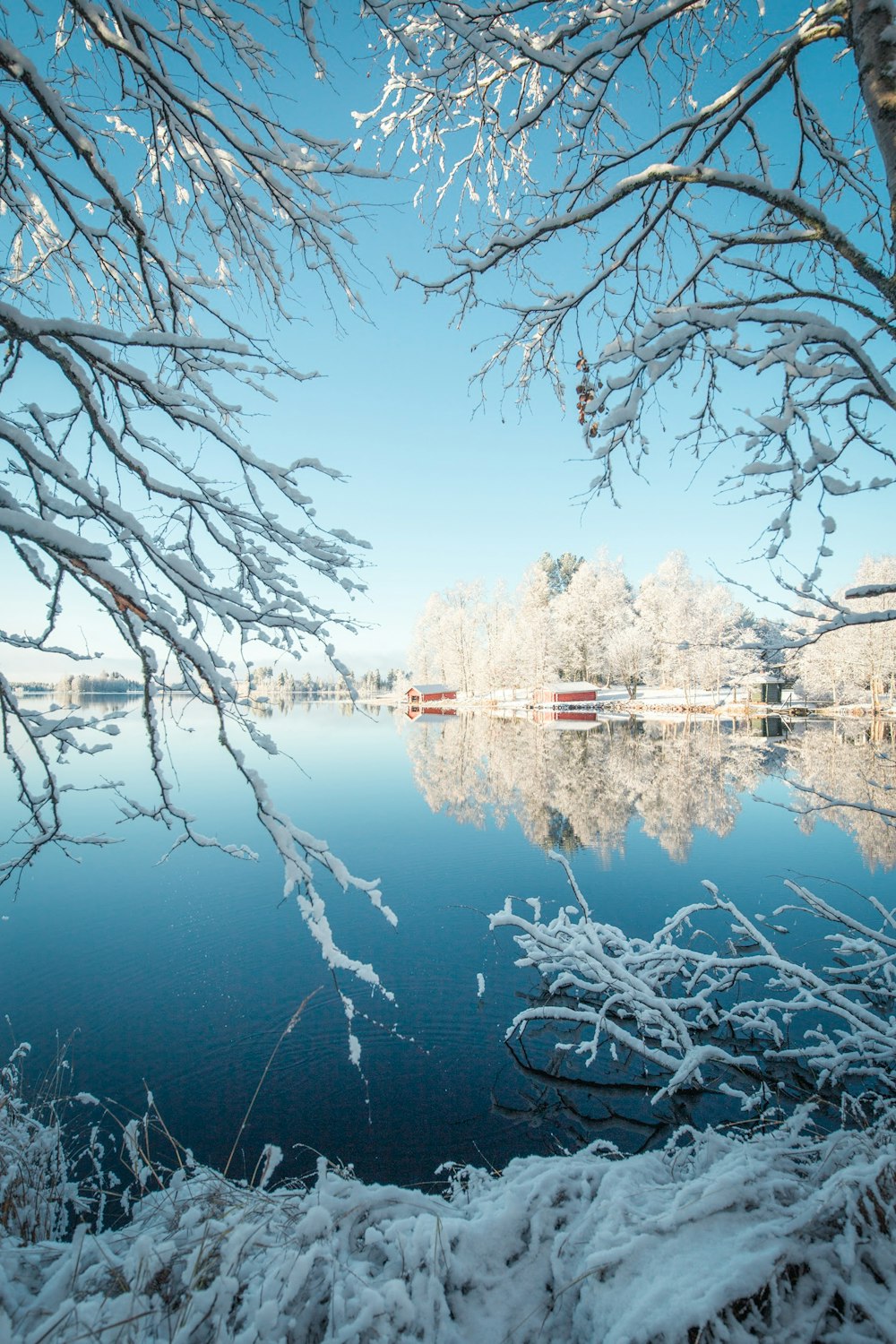 body of water near trees during daytime