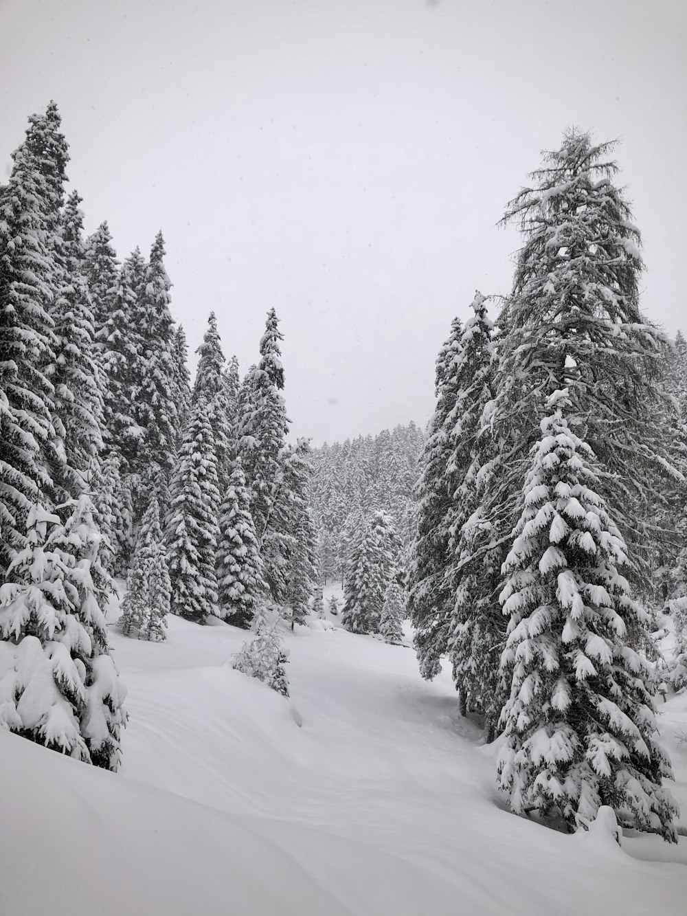 snow covered pine trees during daytime