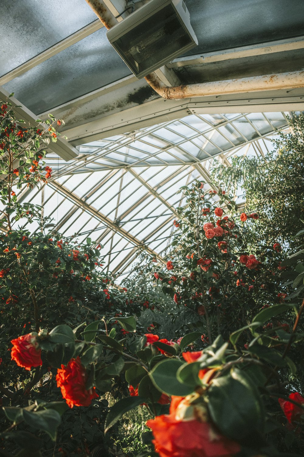 red flowers in greenhouse during daytime