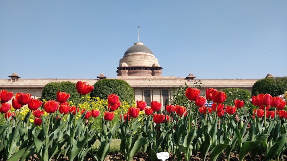 red tulips near white dome building during daytime