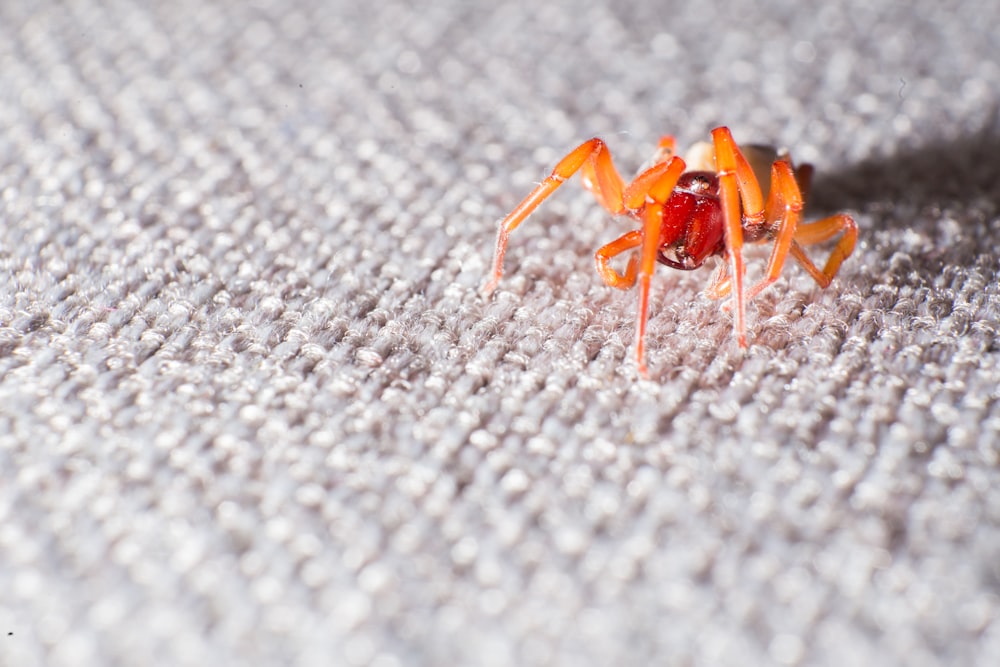 brown and black spider on grey textile