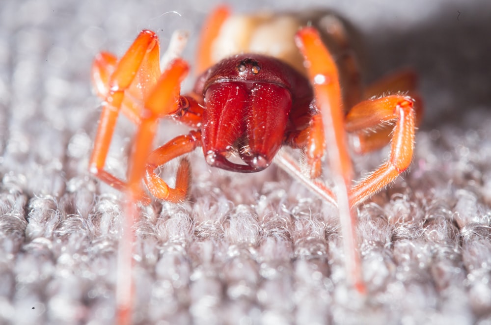 brown ant on white textile