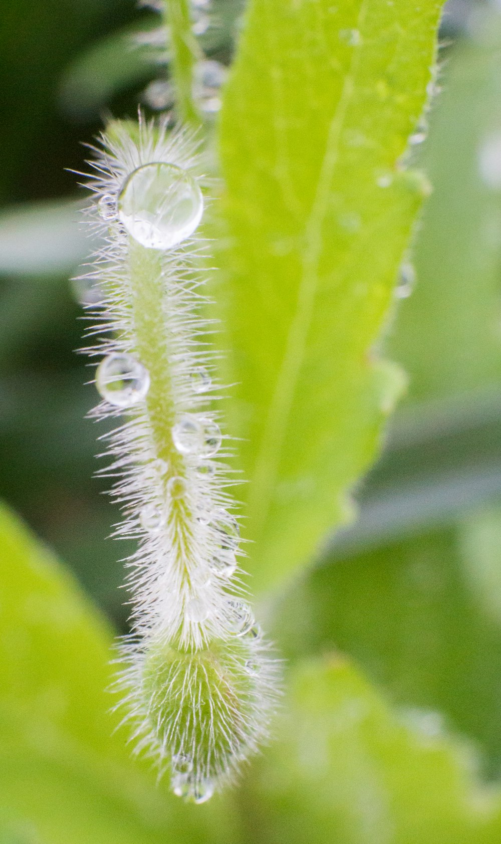 green plant with water droplets