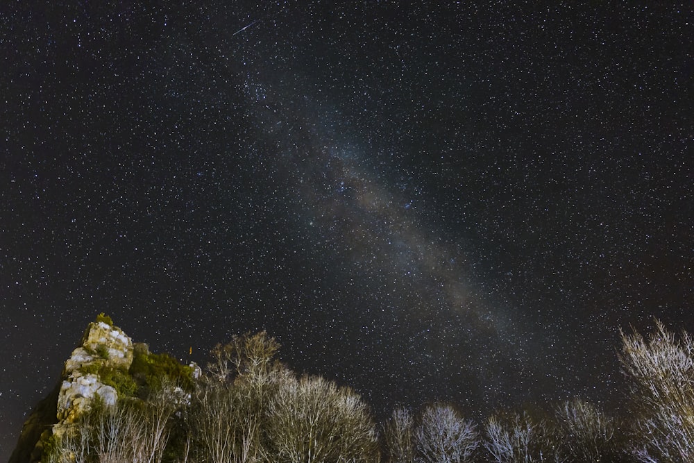 green trees under starry night