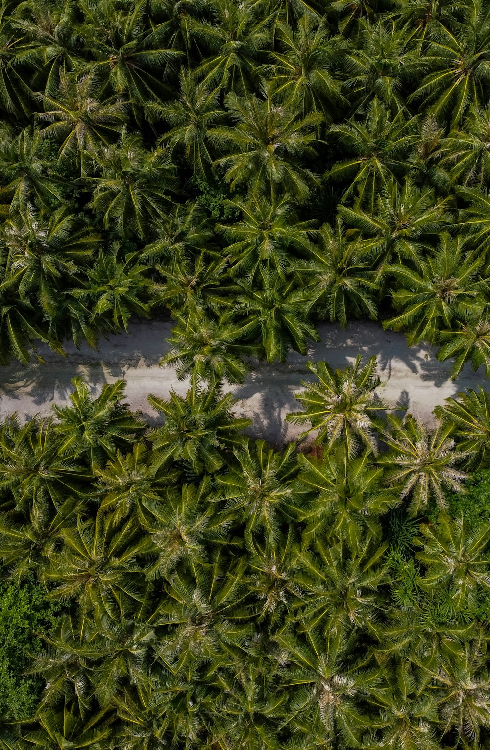 green grass on gray sand