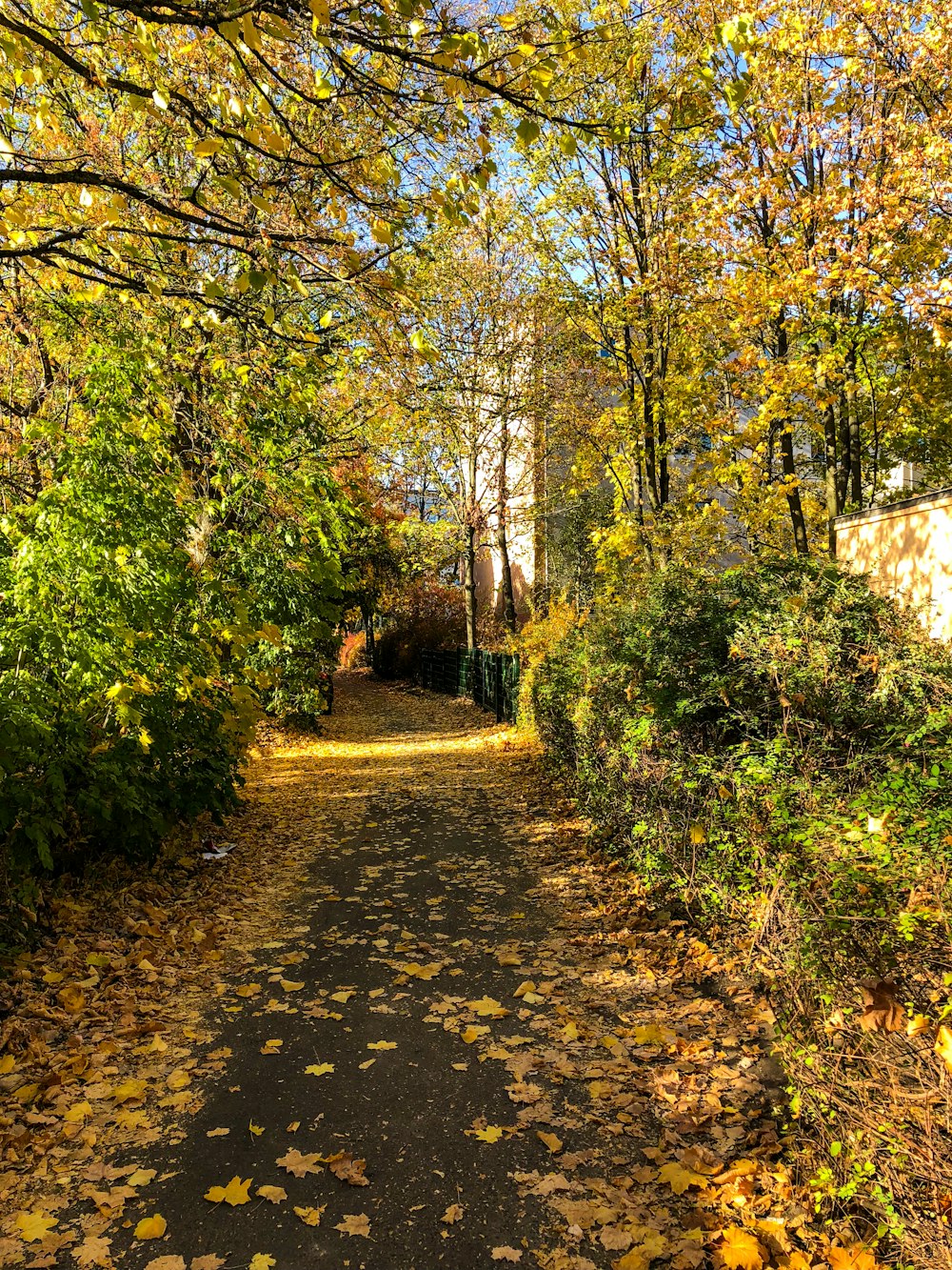 brown dirt road between green trees during daytime