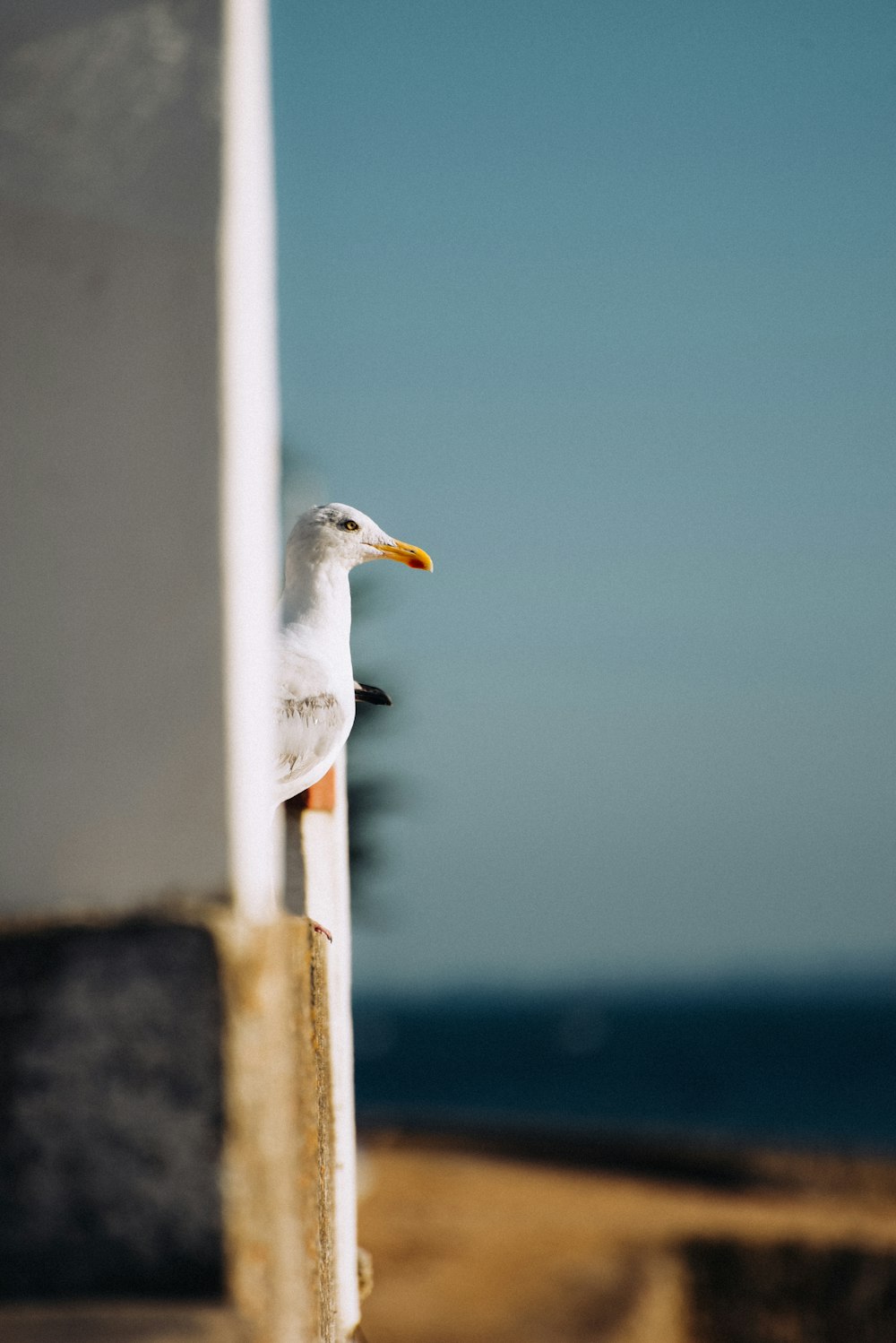 white bird on white wooden post during daytime