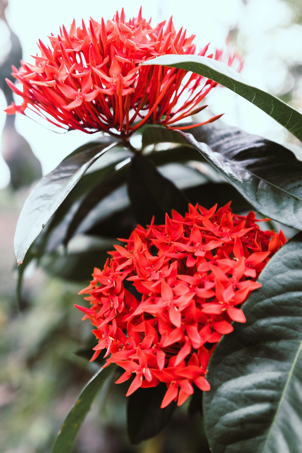 red flower in tilt shift lens