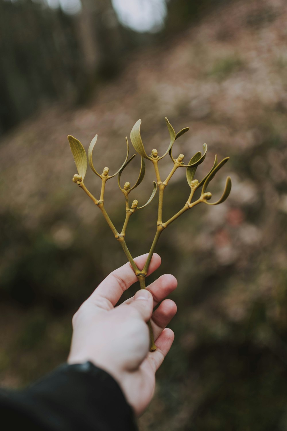 person holding green leaf plant