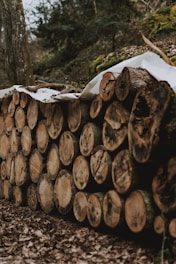 A neatly stacked pile of cut logs rests on a forest floor covered in dry leaves. The logs are arranged in a horizontal stack and covered partially by a tarp. Surrounding the logs, the forest is lush with trees and moss, creating a natural, earthy environment.