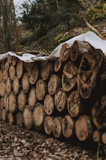 A neatly stacked pile of cut logs rests on a forest floor covered in dry leaves. The logs are arranged in a horizontal stack and covered partially by a tarp. Surrounding the logs, the forest is lush with trees and moss, creating a natural, earthy environment.
