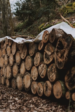 A neatly stacked pile of cut logs rests on a forest floor covered in dry leaves. The logs are arranged in a horizontal stack and covered partially by a tarp. Surrounding the logs, the forest is lush with trees and moss, creating a natural, earthy environment.