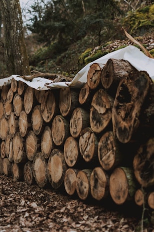 A neatly stacked pile of cut logs rests on a forest floor covered in dry leaves. The logs are arranged in a horizontal stack and covered partially by a tarp. Surrounding the logs, the forest is lush with trees and moss, creating a natural, earthy environment.