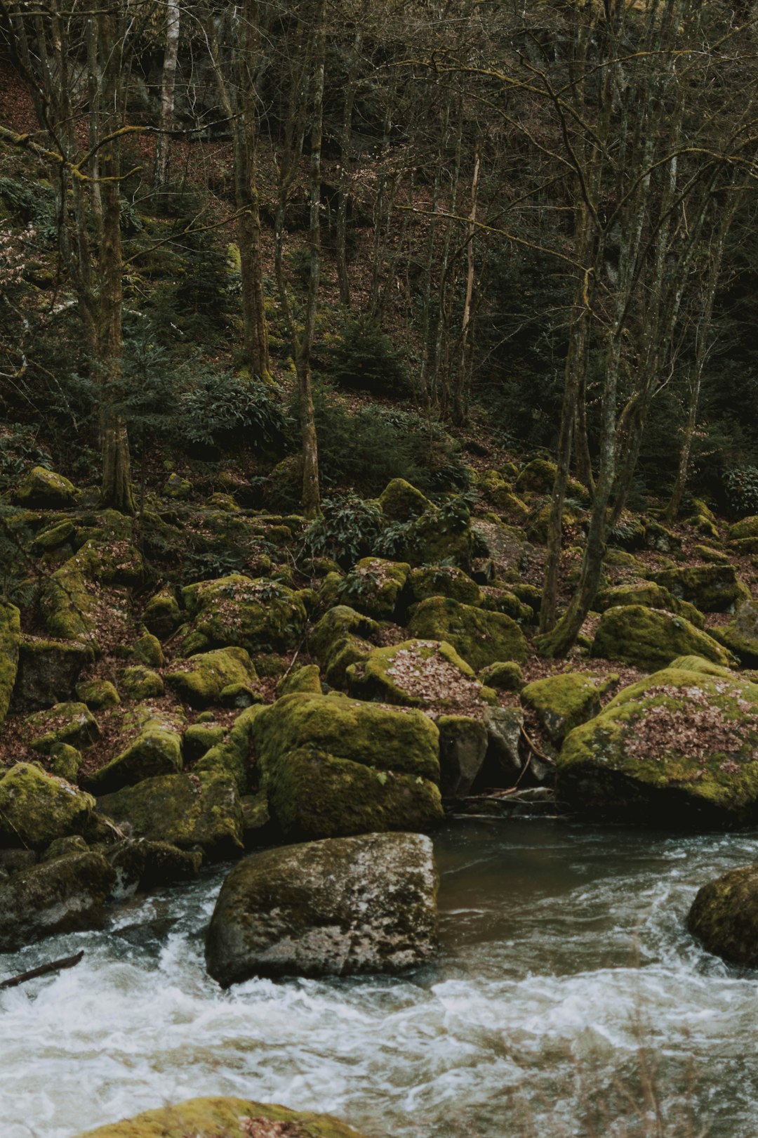 green moss on rocks by the river