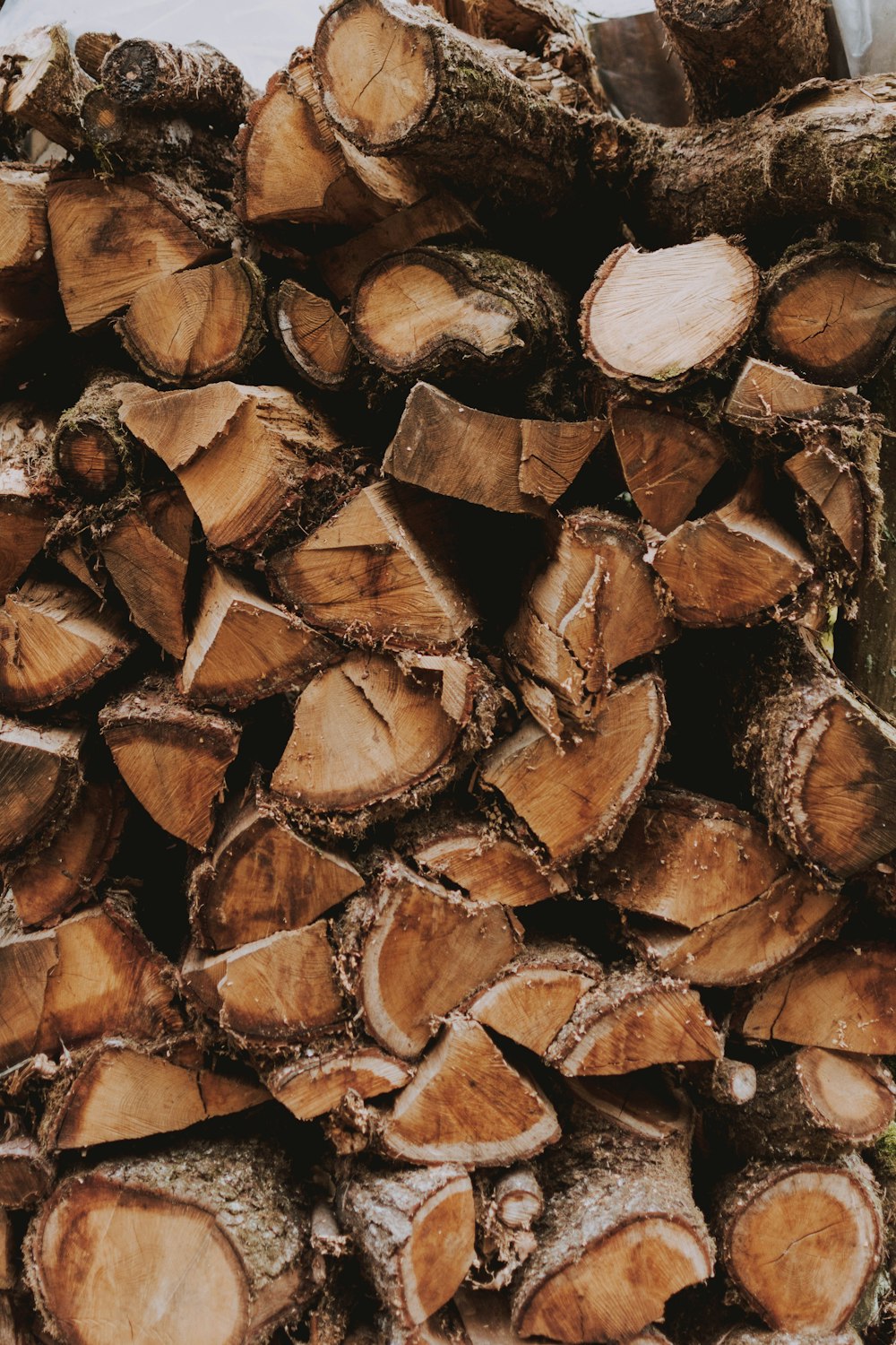 brown wood log in close up photography